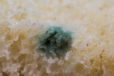 Rhizopus (ekmek kalıbı) yaygın saprophytic mantarlar bir cinstir, ma