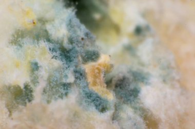 Rhizopus (ekmek kalıbı) yaygın saprophytic mantarlar bir cinstir, ma