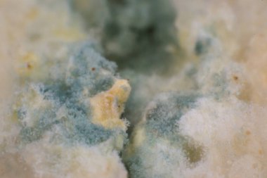 Rhizopus (ekmek kalıbı) yaygın saprophytic mantarlar bir cinstir, ma