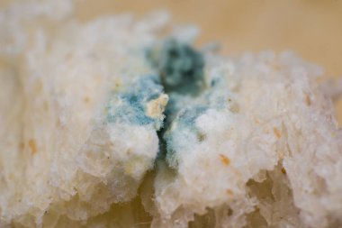 Rhizopus (ekmek kalıbı) yaygın saprophytic mantarlar bir cinstir, ma