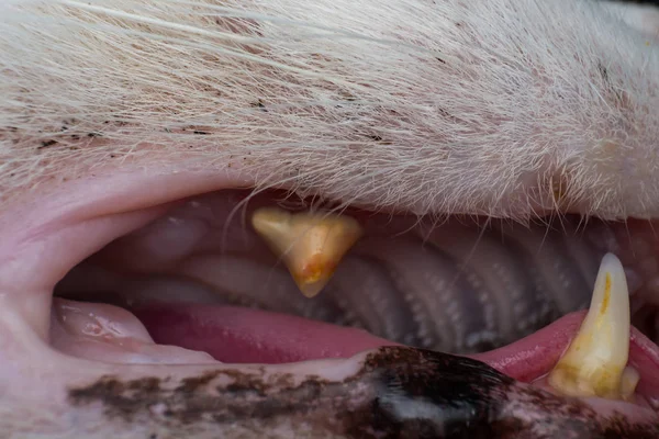 cat teeth with bacterial plaque close-up photo