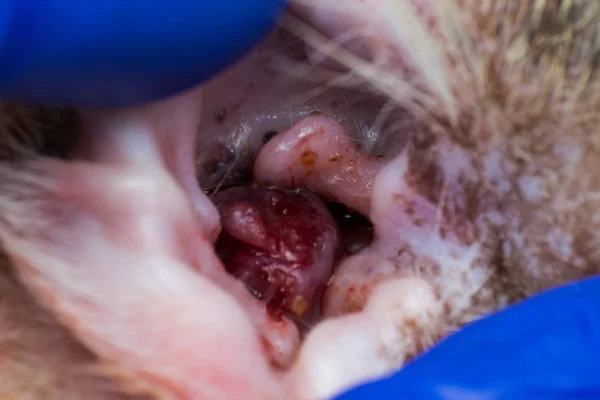 ear ceruminoma in adult cat, ear canal tumor in cat