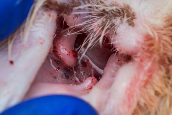 Ear canal of a cat after ear ceruminoma surgery — Stock Photo, Image