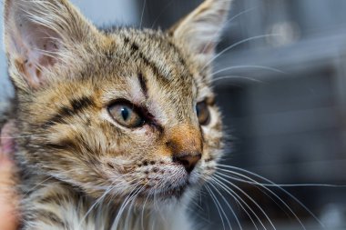 anjiyoödemli bir kedi yavrusunun yakın çekim fotoğrafı