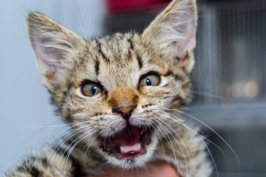 anjiyoödemli bir kedi yavrusunun yakın çekim fotoğrafı