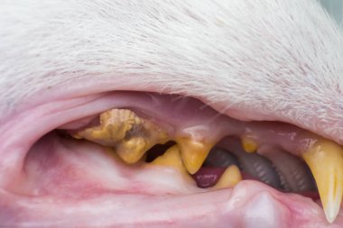 tartar ve diş eti geri çekme ile kedi dişleri