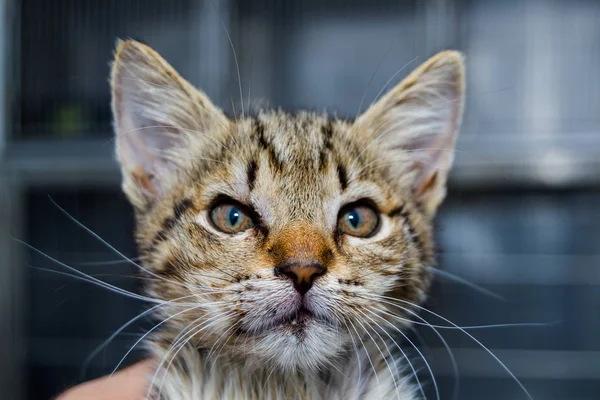 Foto de primer plano de un gatito con angioedema — Foto de Stock