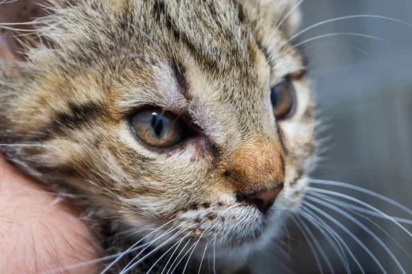 Foto de primer plano de un gatito con angioedema — Foto de Stock