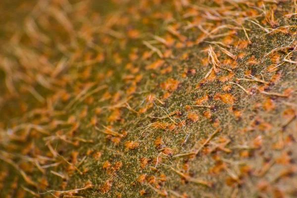 Makro foto av en Kiwi frukt yta — Stockfoto