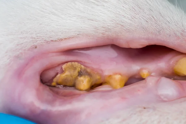 Dentes de gato com retração de tártaro e goma — Fotografia de Stock