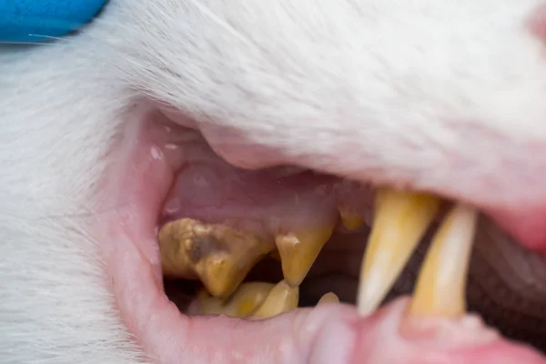 Cat teeth with tartar and gum retraction — Stock Photo, Image