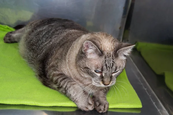 Obese cat  at the veterinary clinic in the metallic cage