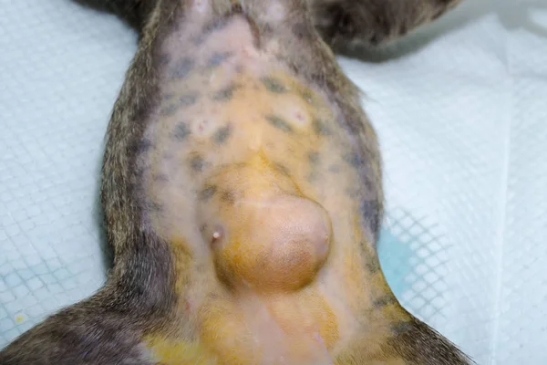 エピプロセレ(オメンタムヘルニア)を持つ猫の腹部のクローズアップ写真) — ストック写真