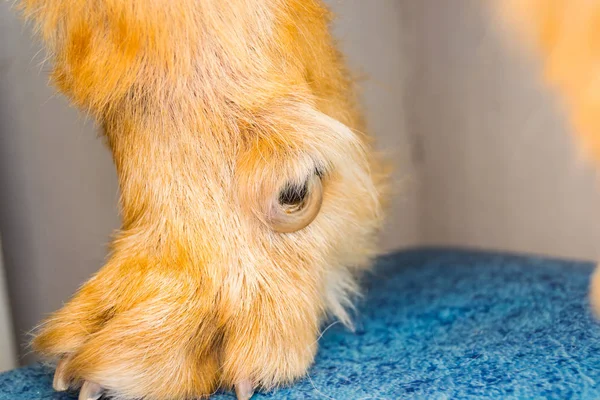 close-up photo of an Ingrown nail of the dewclaw