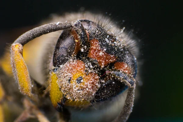 Macro foto de una avispa muerta —  Fotos de Stock