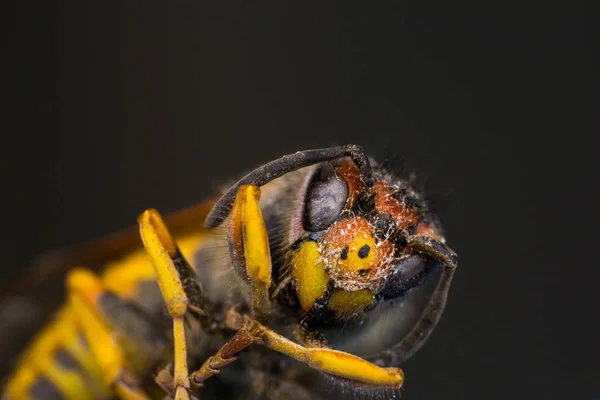 Macro foto de una avispa muerta —  Fotos de Stock