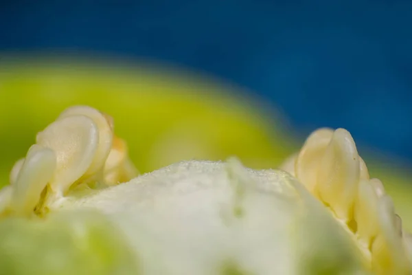 Makro foto av grön paprika frön — Stockfoto