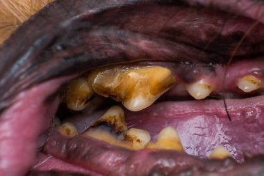 bakteriyel plak veya tartar ile köpek dişlerinin yakın çekim fotoğrafı