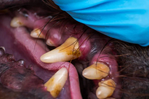 Foto de cerca de los dientes de perro con placa bacteriana o sarro — Foto de Stock