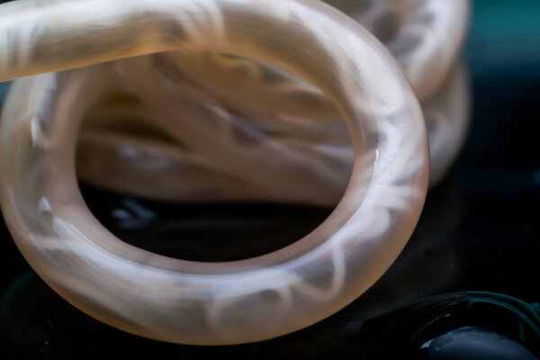  Macro photo of Toxocara canis roundworm from a dog 