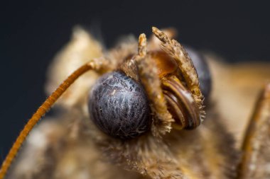 gece kelebek kafası yakın çekim fotoğraf