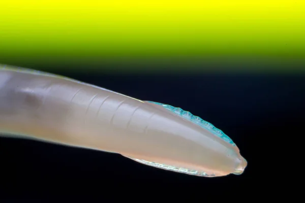 Toxocara canis yuvarlak solucan makro fotoğraf bir köpek 