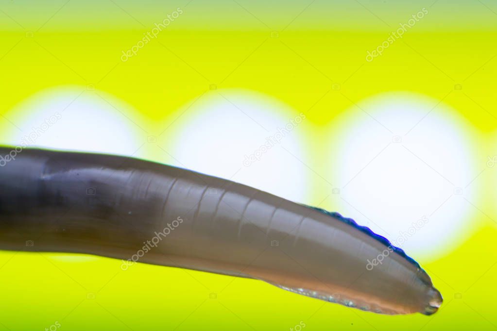 Macro photo of Toxocara canis roundworm from a dog 