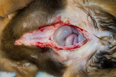 anaerobik bakteries gelişimi nedeniyle hava ile bağırsaklar, tiss