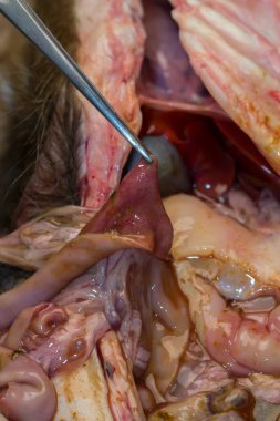parvoviral enfeksiyon sonrası bir köpeğin ince bağırsak,
