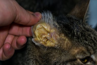 karaciğer faiure, sarılık cilt ve dehidratasyon ile yetişkin kedi