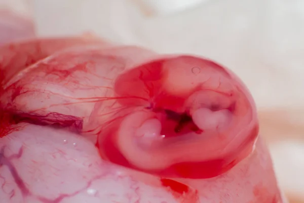Pequeno feto de um gato no saco amniótico — Fotografia de Stock