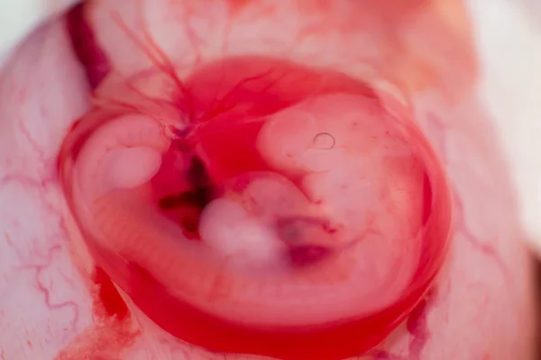 Pequeno feto de um gato no saco amniótico — Fotografia de Stock