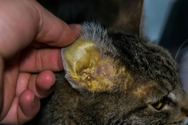 肝臓のフェイル、黄疸の皮膚と脱水を持つ大人の猫 — ストック写真