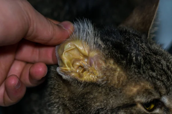 肝臓のフェイル、黄疸の皮膚と脱水を持つ大人の猫 — ストック写真