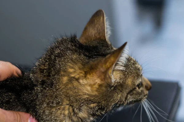 Vuxen katt med leverfaiure, gulsot hud och uttorkning — Stockfoto