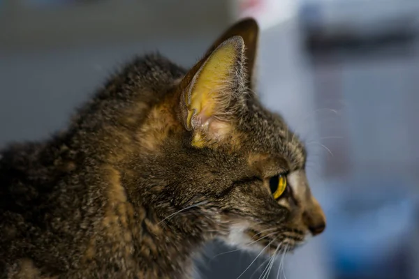 Gato adulto con piel de hígado, ictericia y deshidratación —  Fotos de Stock