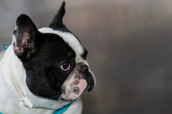 Metalik cag veteriner kliniğinde fransız bulldog portre — Stok fotoğraf