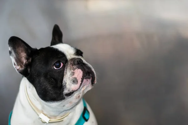 Metalik cag veteriner kliniğinde fransız bulldog portre — Stok fotoğraf