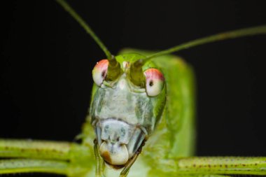 yeşil çekirge makro fotoğraf 