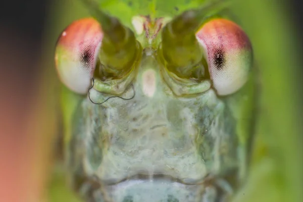 Foto macro de um gafanhoto verde — Fotografia de Stock