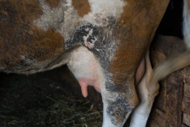 Deri yüzeyinde dışkı olan bir. Hayvan Dışkısı maruz kalma ve