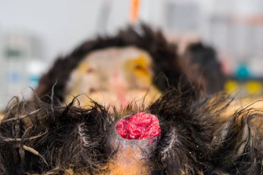 Kan alelabilen zehrevi tümör 