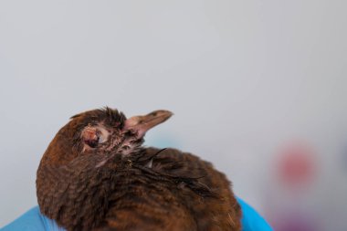 Kuşlarda Poxvirus Enfeksiyonu. Kuş çiçeği infectiosu olan güvercin