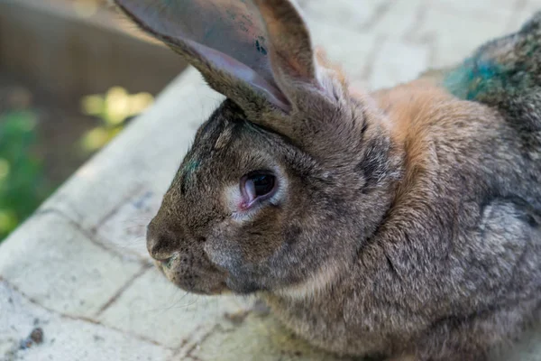 근종증을 가진 어른 국내 토끼 — 스톡 사진