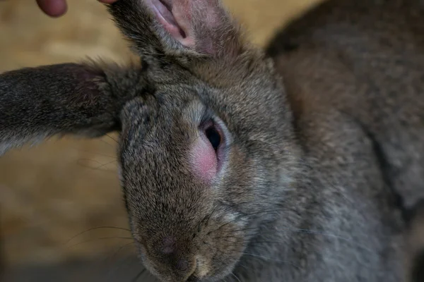 근종증을 가진 어른 국내 토끼 — 스톡 사진