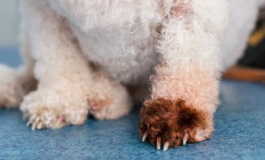 Malassezia pachydermatis ile Bichon Bolognese köpek ırkı 