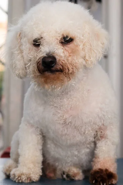 Bichon Bolognese pies rasy z Malassezia pachydermatis — Zdjęcie stockowe