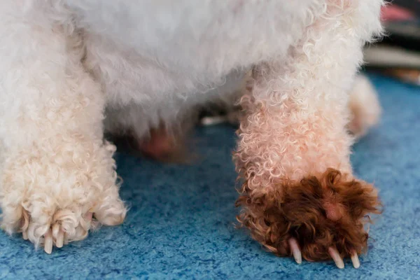 Malassezia pachydermatis ile Bichon Bolognese köpek ırkı 