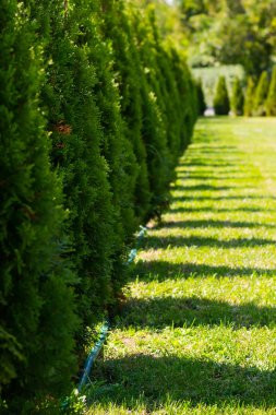 kekik bitkilerinden canlı eğrelti otu