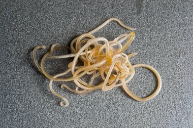 Close-up photo of Toxocara cati. Roundworms from a cat clipart